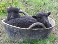 A pair of 2 month old Ouessant lambs